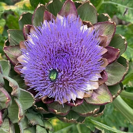 Domaine Du Manoir De 3*